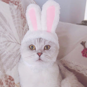 Cat Clothes Costume Bunny Rabbit
